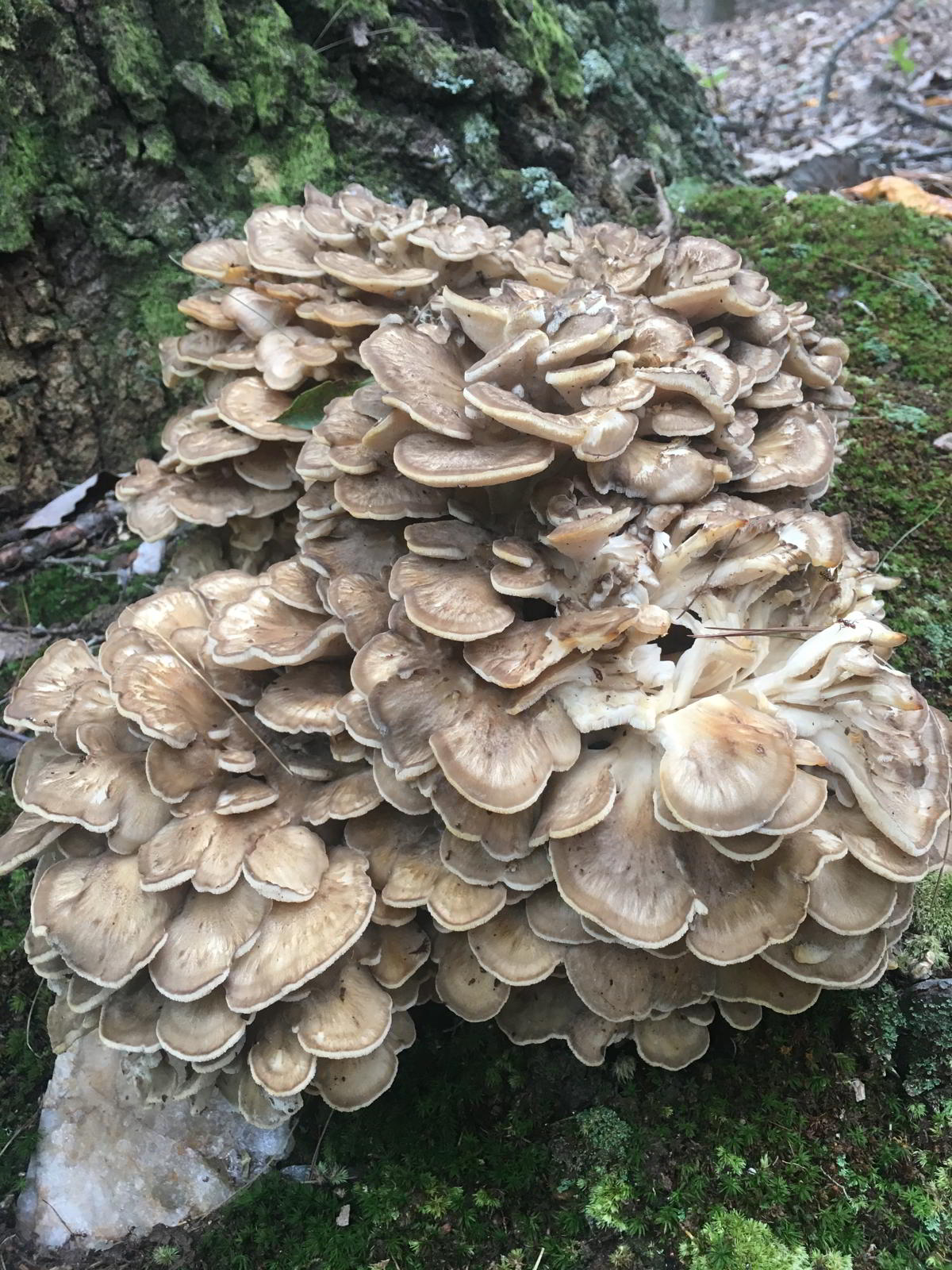 Grifola frondosa • Klapperschwamm